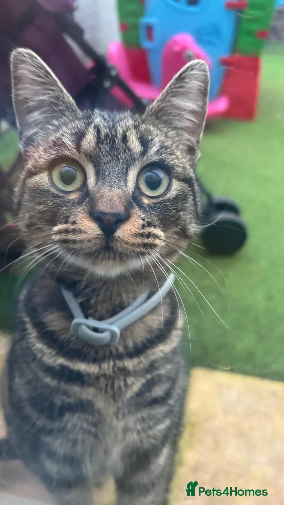 British Shorthair cats for sale: Female cat 6 months old in Torquay - Advert 1