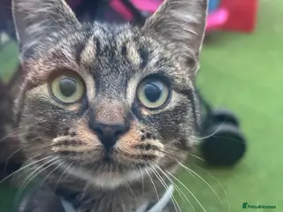 British Shorthair cats Female cat 6 months old - Advert 9