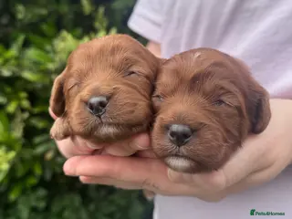 Cavapoo dogs for sale: Cavapoo puppies,health tested parents 5* licensed - Advert 1