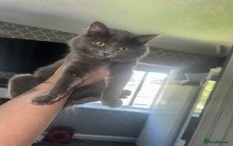 Maine Coon cats for sale: Kitten for sale - Image 1