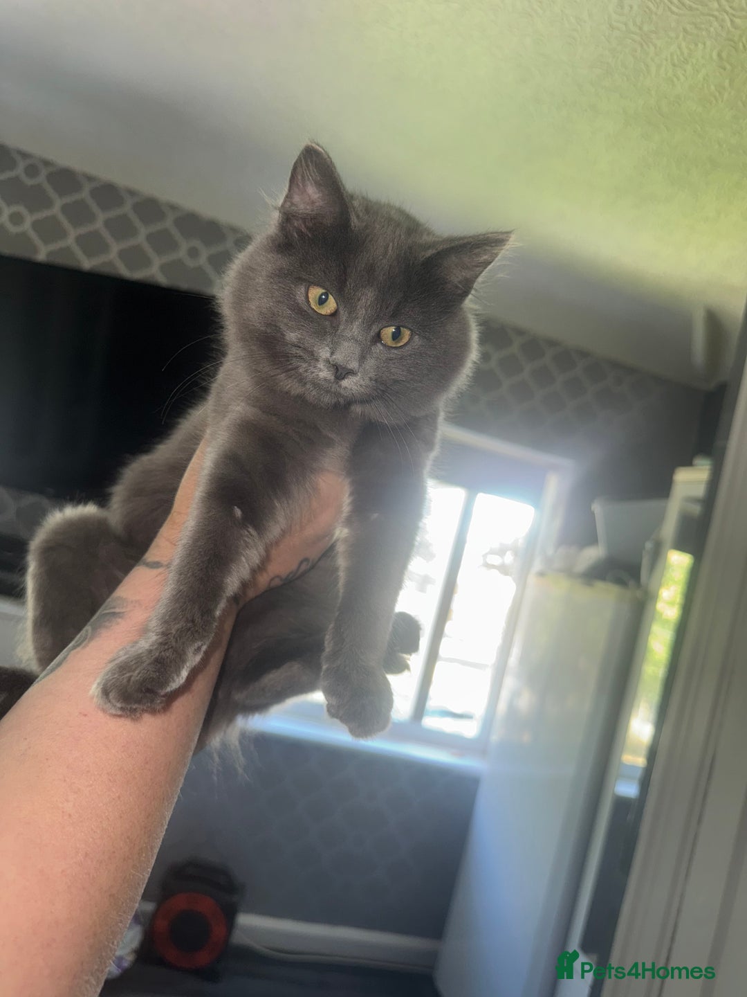 Maine Coon cats for sale: Kitten for sale - Image 1