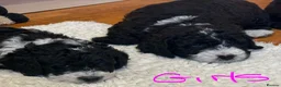 Bernedoodle dogs for sale: Beautiful Bernidoodles - Advert 5