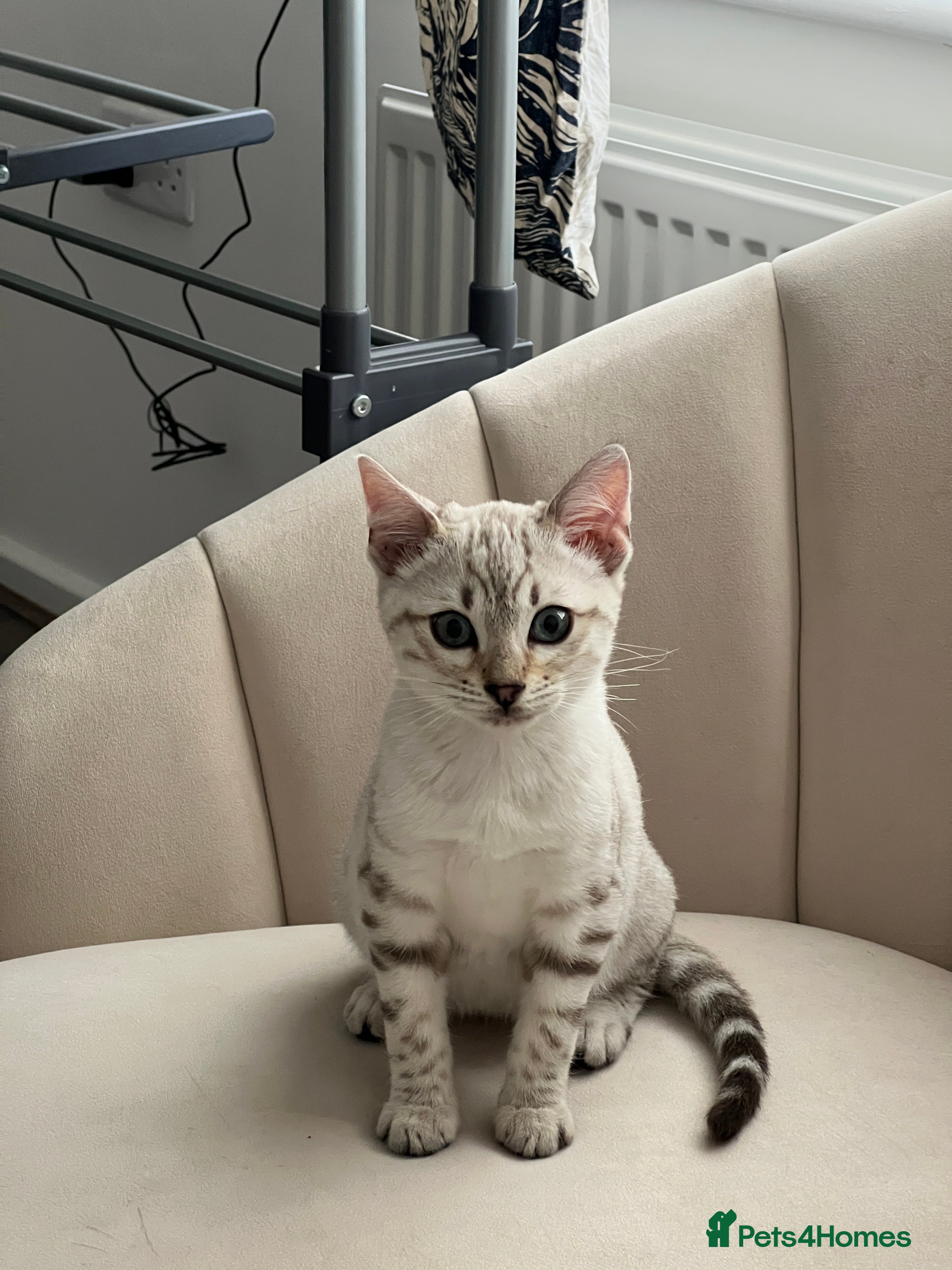 Bengal cats Snow bengal female kitten - Advert 1