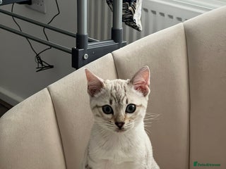 Bengal cats Snow bengal female kitten - Advert 4