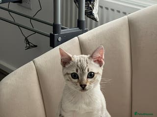 Bengal cats Snow bengal female kitten - Advert 18