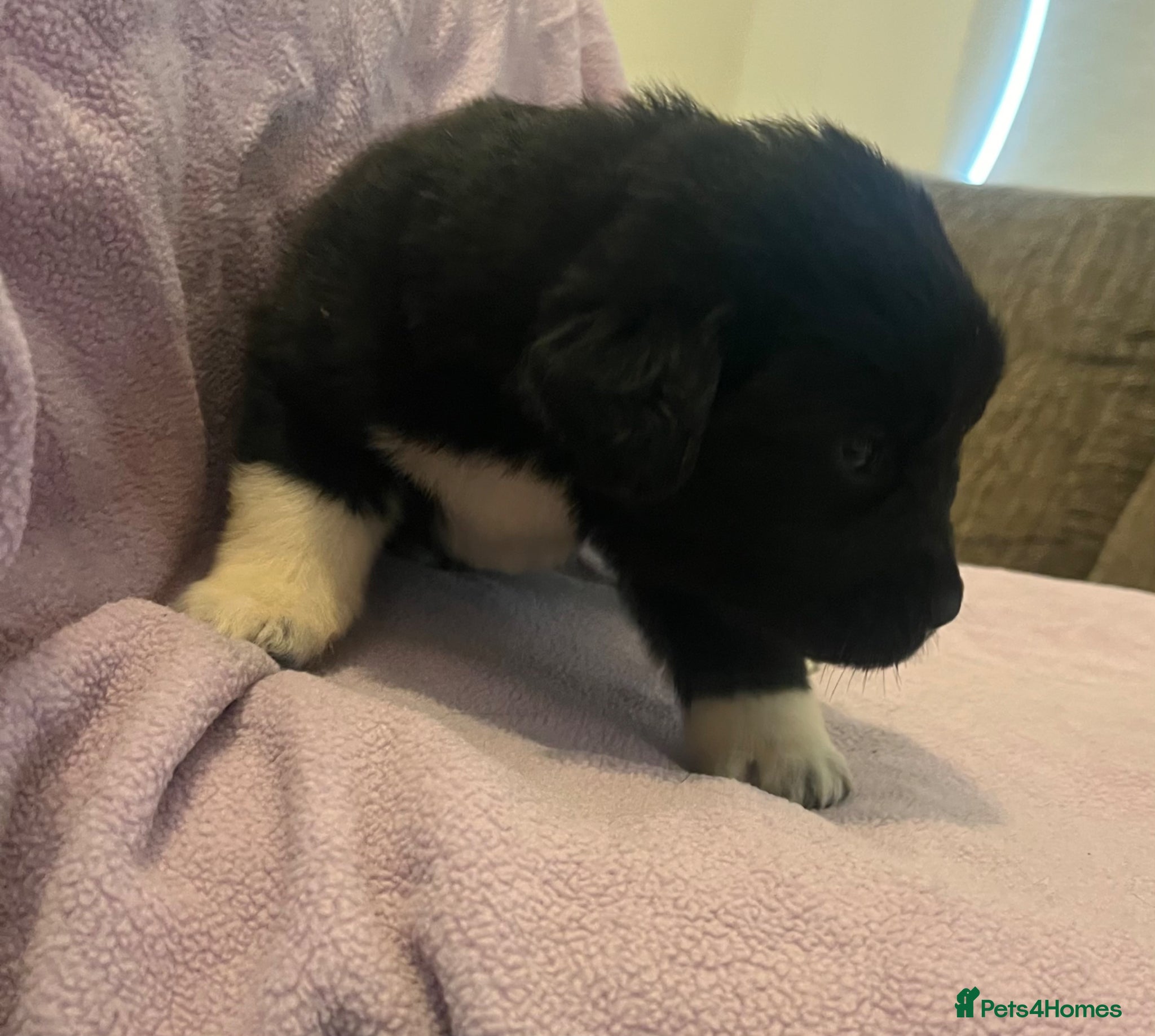 Mixed Breed dogs for sale: Black & landseer Newfoundland puppies  - Advert 18
