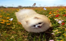 Pomeranian dogs for stud: our stunning white boy  in Doncaster - Image 4