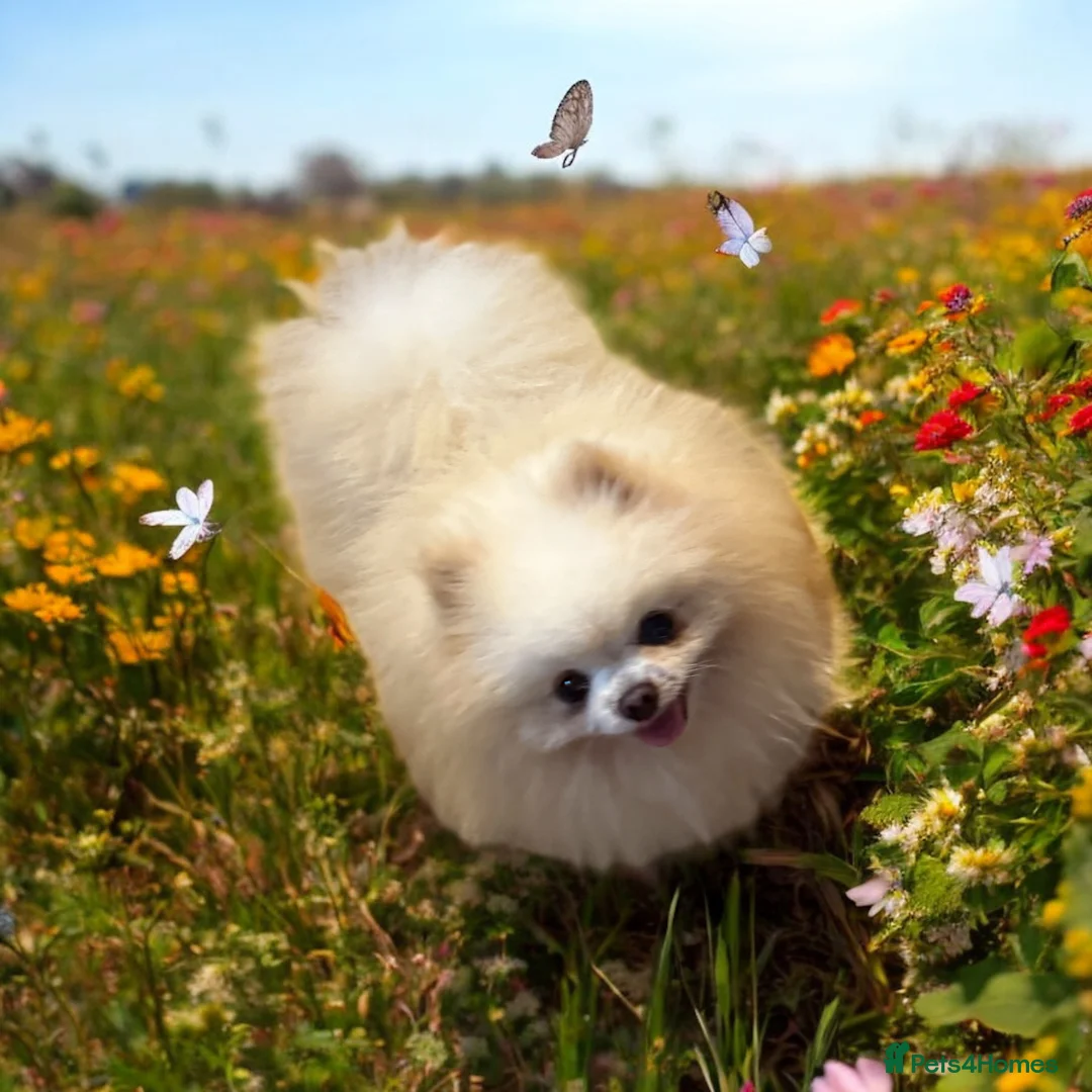 Pomeranian dogs for stud: our stunning white boy  in Doncaster - Advert 4