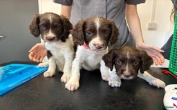 English Springer Spaniel dogs for sale: KC registered English Springer Spaniel - Image 1