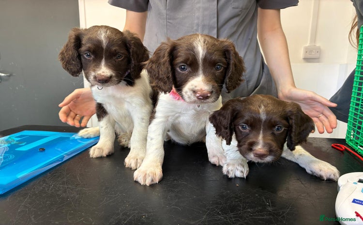 English Springer Spaniel dogs - Advert 11