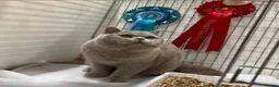 British Shorthair cats for stud: Beautiful Proven Champion Lilac Stud - Advert 4
