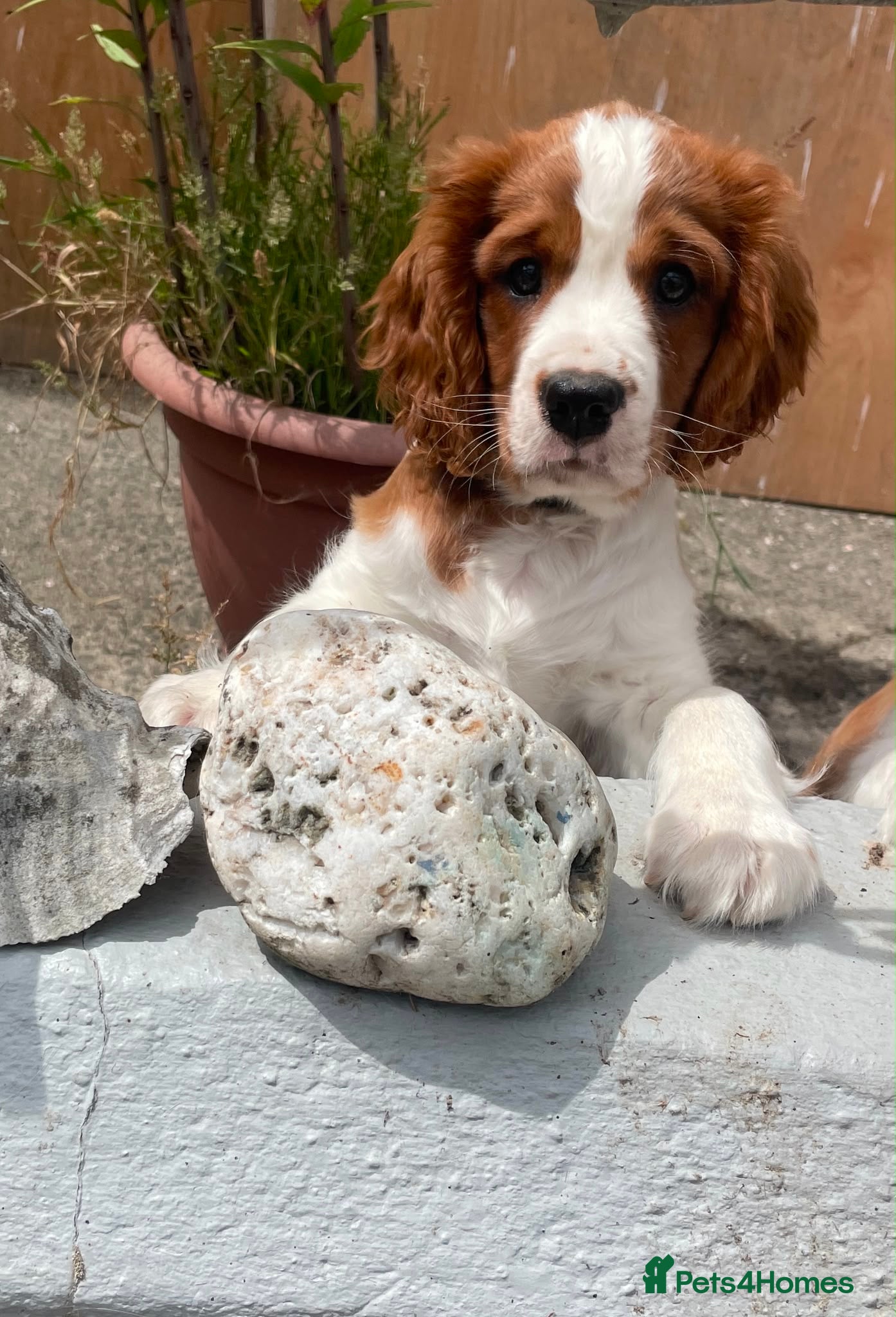 Cavalier King Charles Spaniel dogs 1 Handsome KC Registered Cavalier King Charles Boy - Advert 1