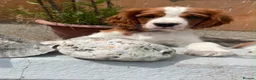 Cavalier King Charles Spaniel dogs for sale: 1 Handsome KC Registered Cavalier King Charles Boy - Advert 1