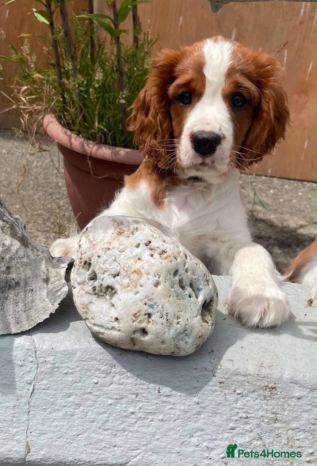 Cavalier King Charles Spaniel dogs for sale: 1 Handsome KC Registered Cavalier King Charles Boy - Advert 1