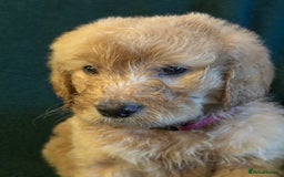 Goldendoodle dogs for sale: Goldendoodle Puppies – Ready Now, Don’t Miss Out! in Llanbrynmair - Image 21