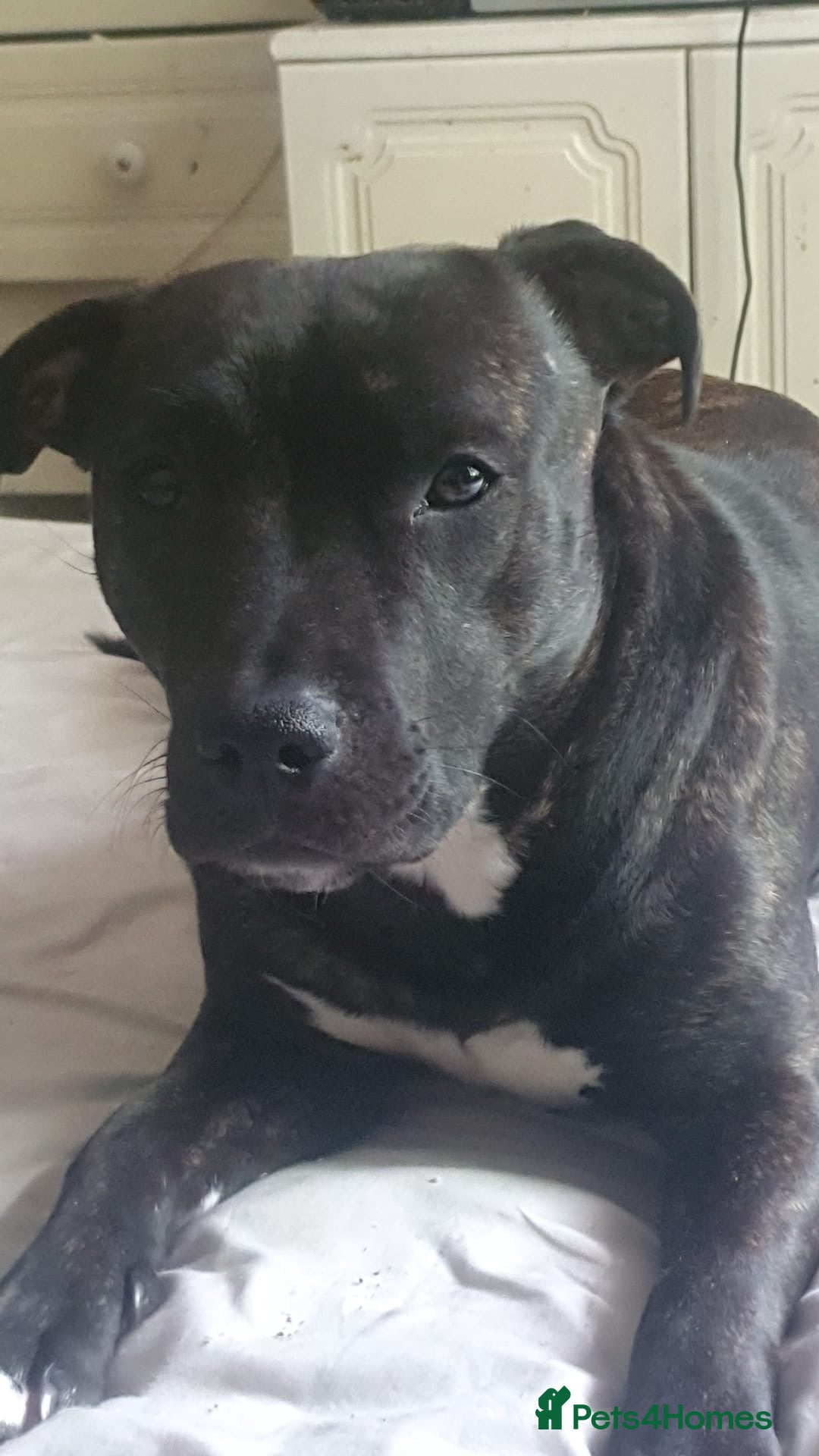 Staffordshire Bull Terrier dogs for sale: Male staffy pup - Advert 2
