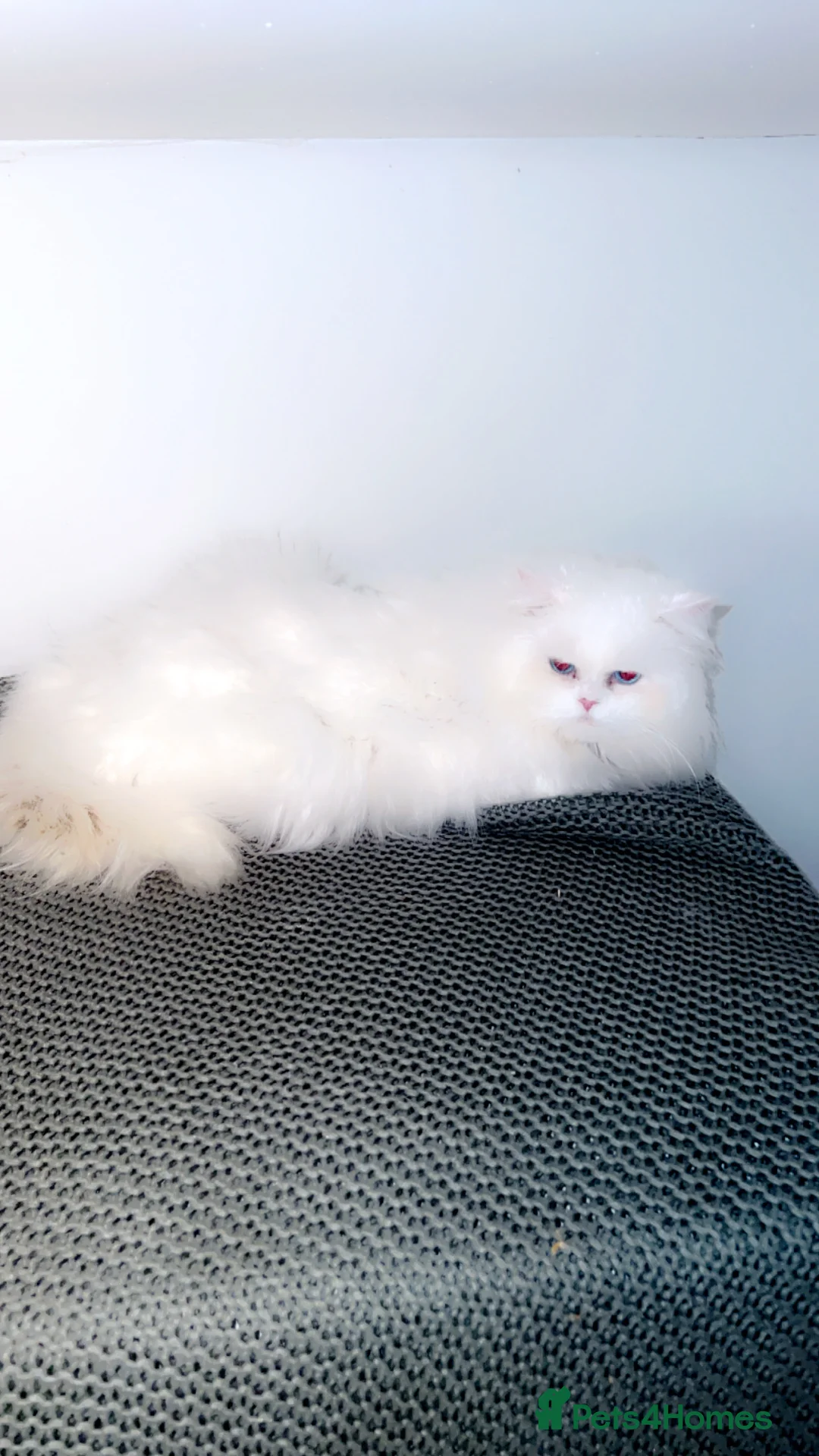Persian cats for stud: Stunning blue eye very fluffy persion stud only - Advert 4