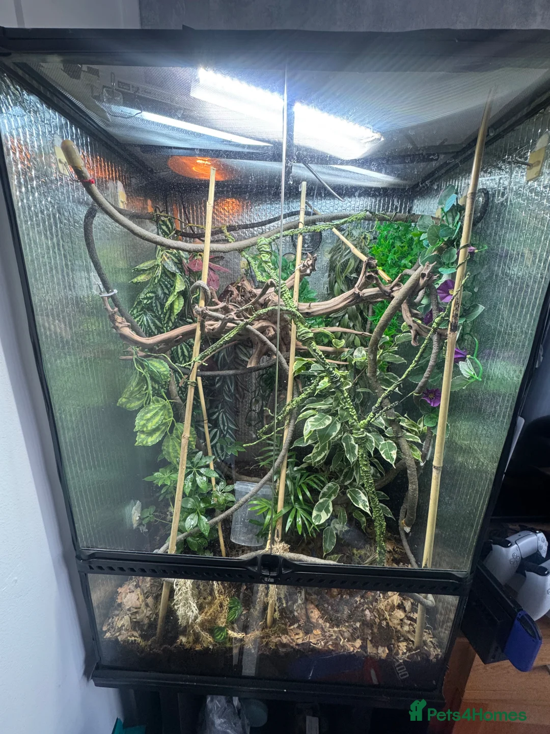 Chameleon reptiles for sale: Female panther chameleon around 7months old  - Advert 4