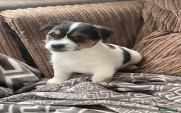 Jack Russell dogs for sale: Jack Russell 2 girls 1 boy - Advert 5