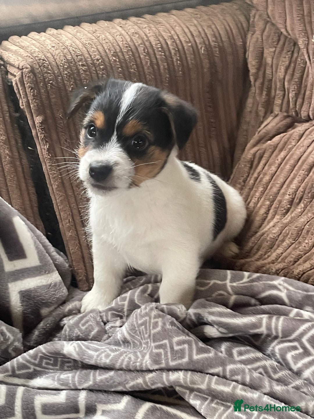 Jack Russell dogs for sale: Jack Russell 2 girls 1 boy - Advert 5