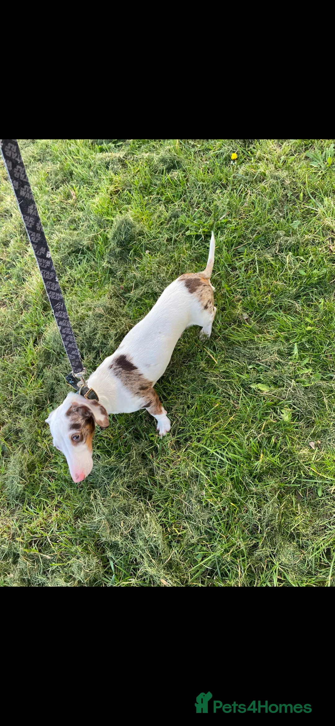 Miniature Dachshund dogs for sale: Miniature dachshunds Rare coloured for sale in Chesterfield - Advert 2