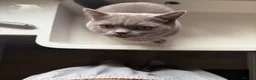 British Shorthair cats for sale: Beautiful British Shorthair for sale in Nottingham - Advert 5