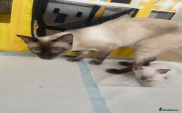 Siamese cats for sale: 🤩🐱Beautiful Siamese kittens for sale🐱⚡️ - Image 12