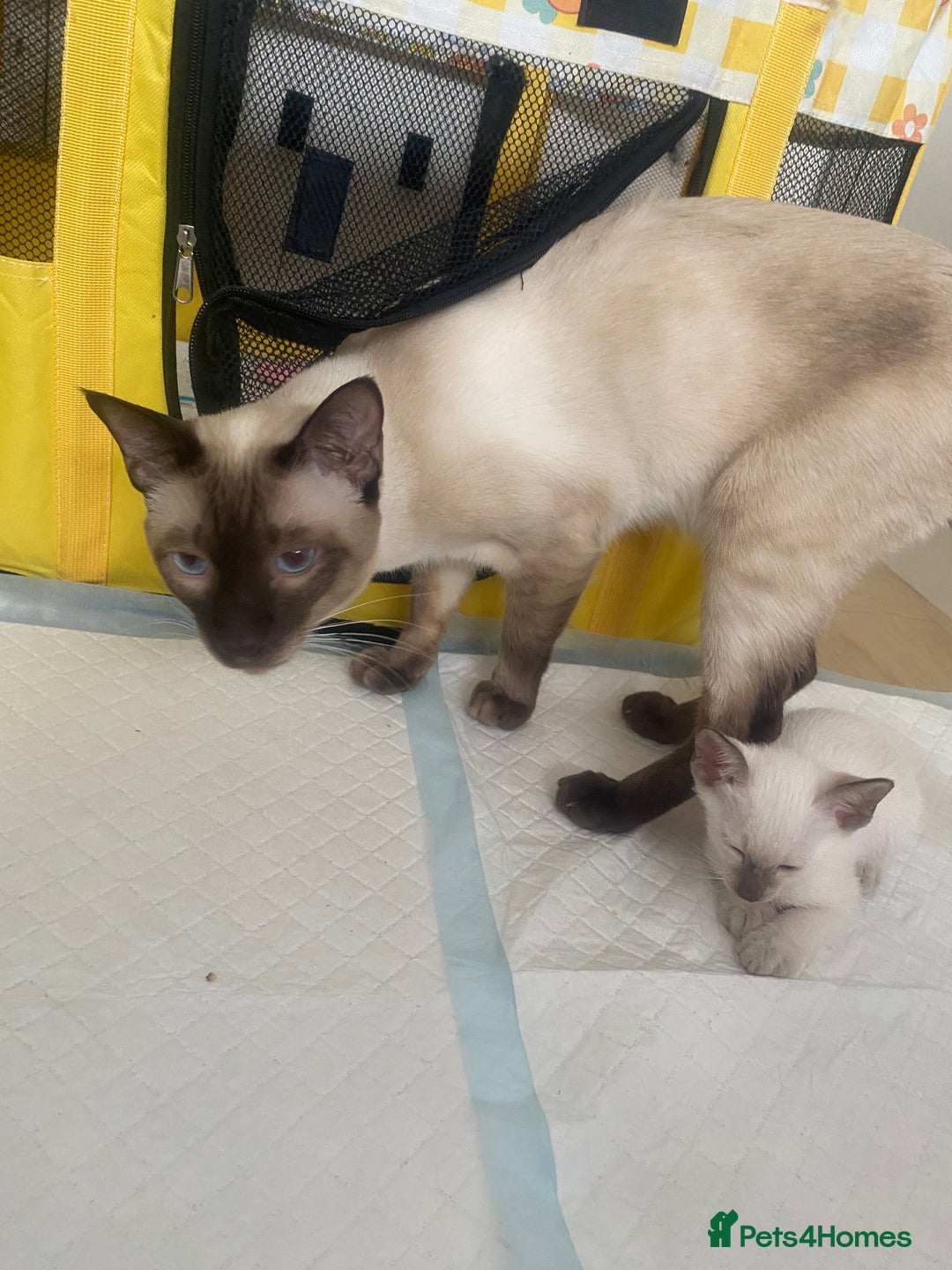 Siamese cats for sale: 🤩🐱Beautiful Siamese kittens for sale🐱⚡️ - Image 12