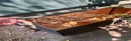 Chickens poultry for sale: 5 Chickens & Coop  - Advert 8