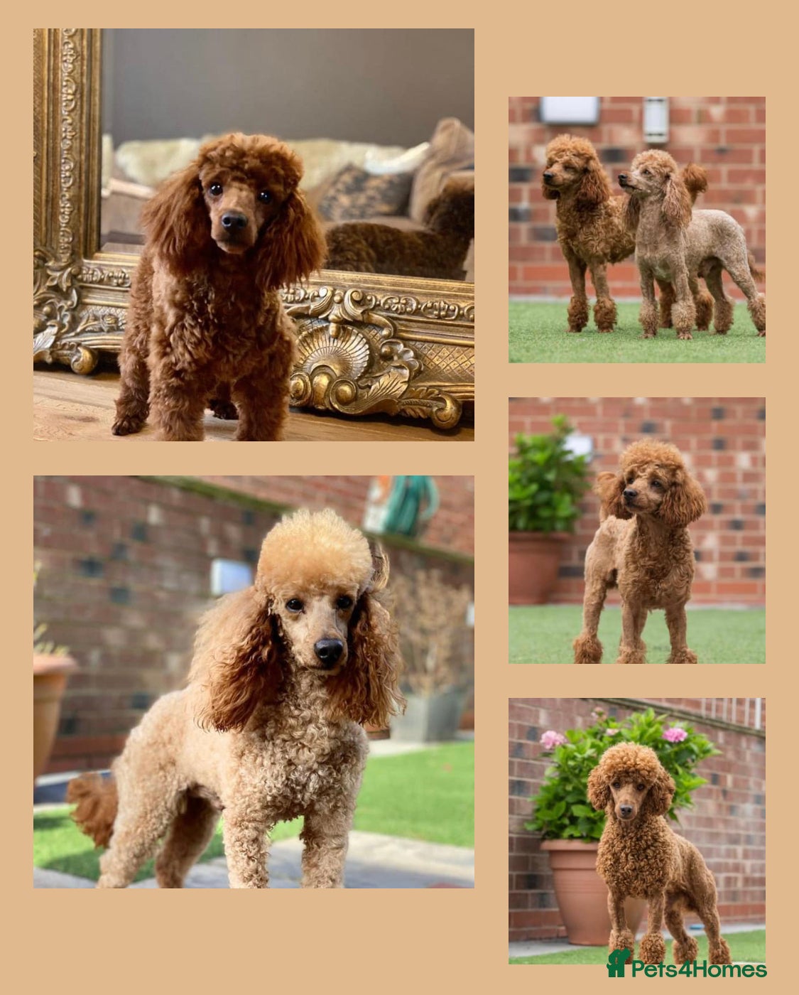 miniature poodle puppies for sale kennel club