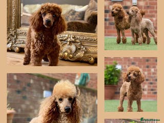 Toy Poodle dogs Donnajays Professional stud services in Stafford - Advert 9