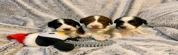 English Springer Spaniel dogs for sale: English springer spaniel pups  - Advert 8