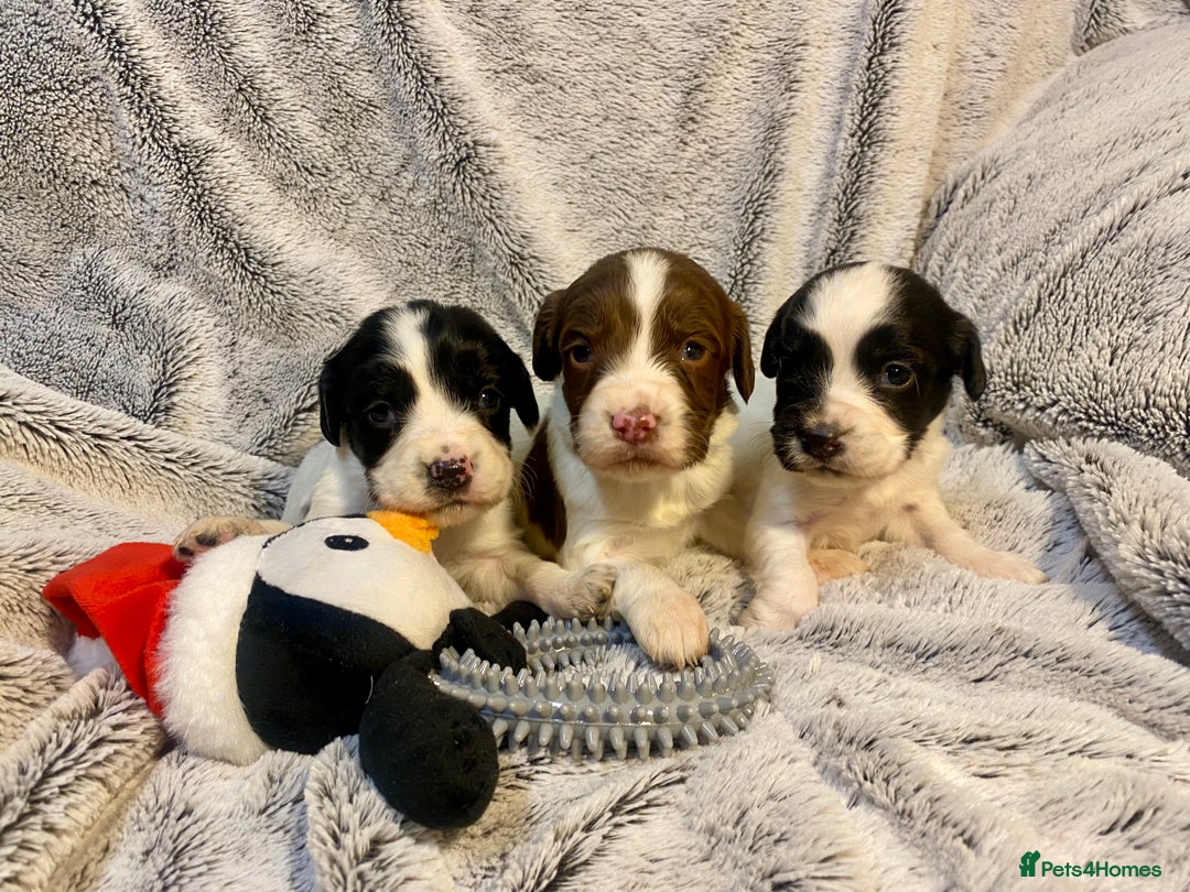 English Springer Spaniel dogs for sale: English springer spaniel pups  - Advert 8