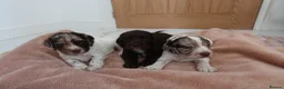 Cocker Spaniel dogs for sale: Working cocker spaniel puppies  - Advert 4