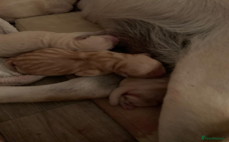 Mixed Breed dogs - Advert 11