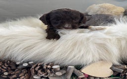 Cockapoo dogs for sale: 🐶Stunning F1 Cockapoos, Licensed Breeder🐾 - Advert 13