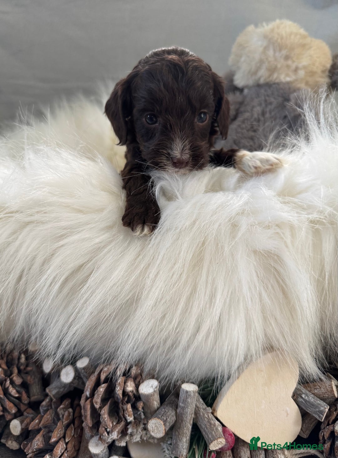 Cockapoo dogs for sale: 🐶Stunning F1 Cockapoos, Licensed Breeder🐾 - Advert 13