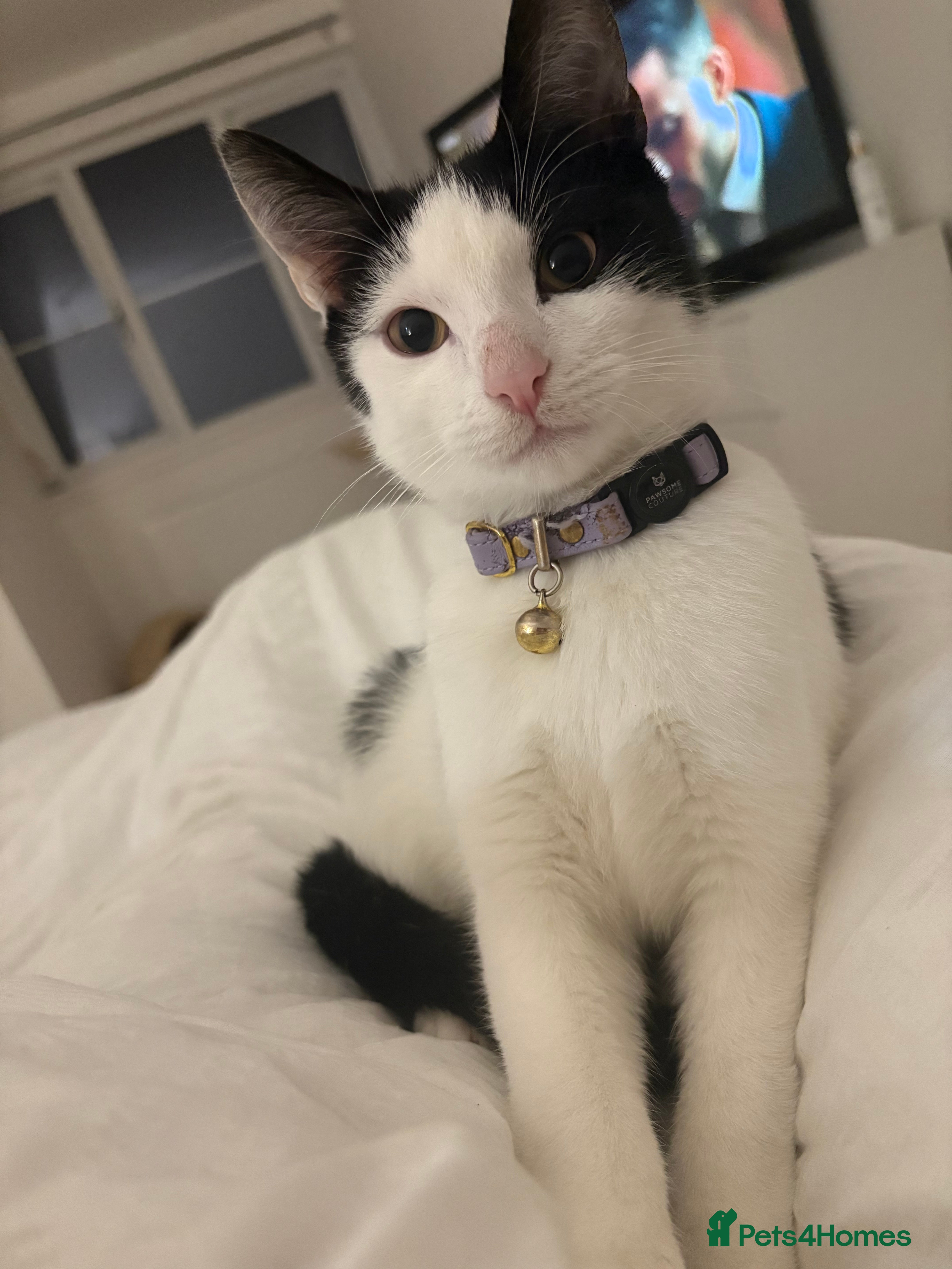 Mixed Breed cats Looking for a Loving Home for Ottie in Inverurie - Advert 3