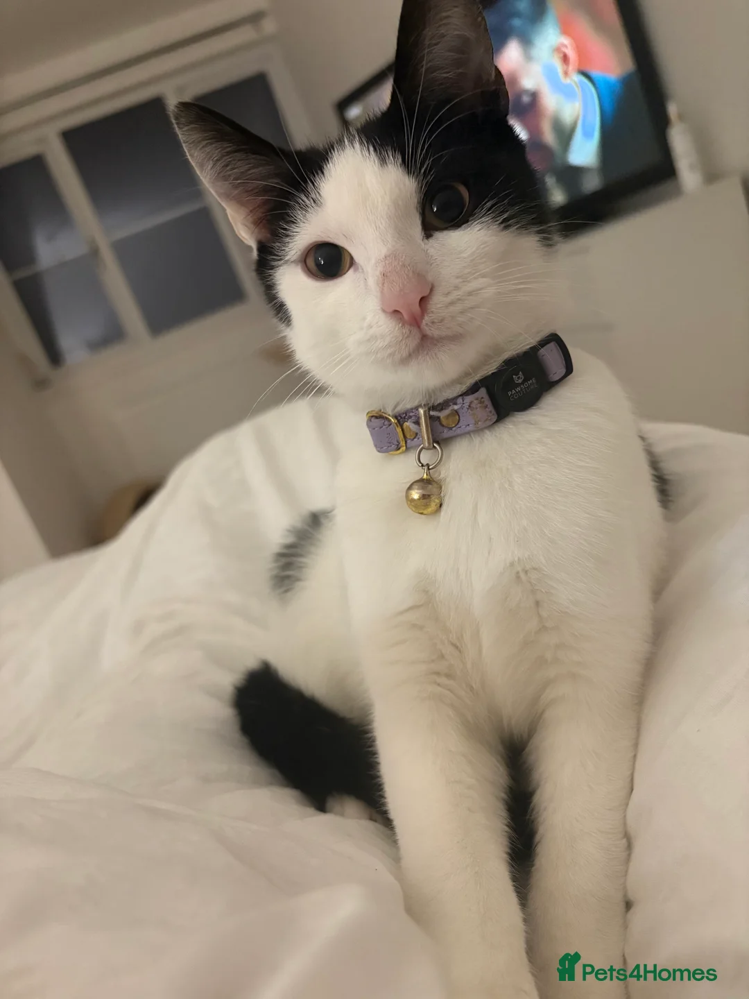 Mixed Breed cats for sale: Looking for a Loving Home for Ottie in Inverurie - Advert 1