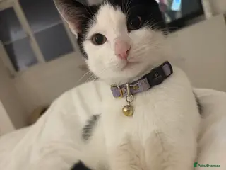 Mixed Breed cats Looking for a Loving Home for Ottie in Inverurie - Advert 3