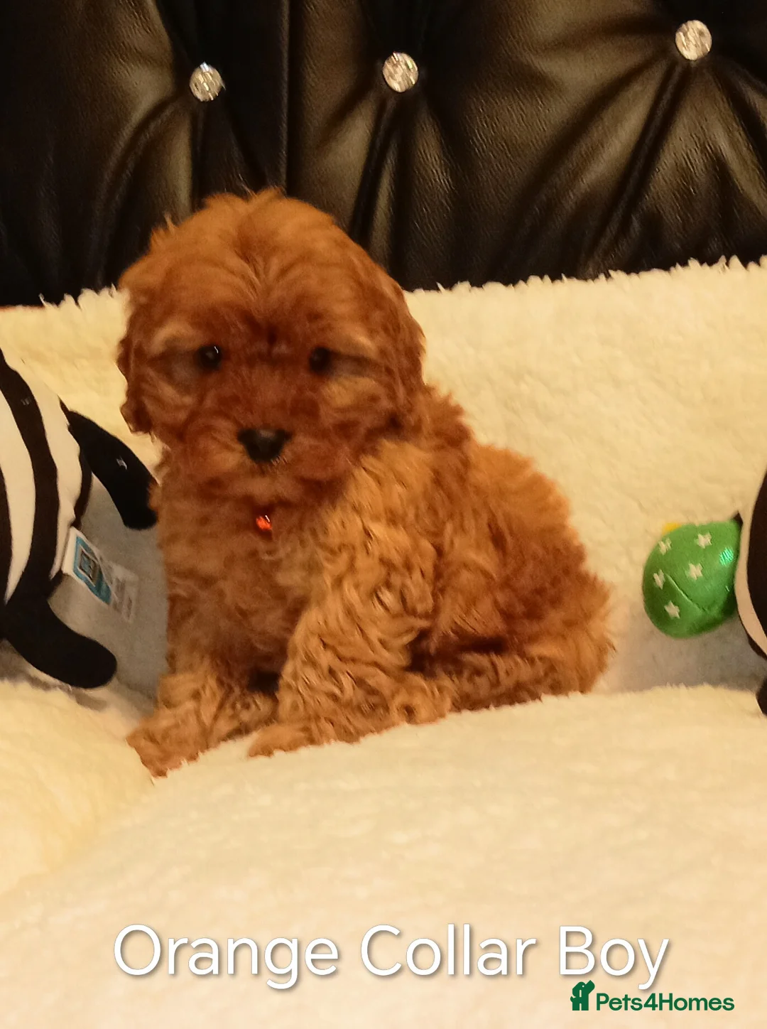 Cockapoo dogs for sale: 7 cockapoos for sale  - Advert 7