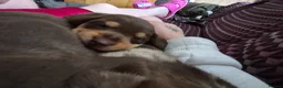 Miniature Dachshund dogs for sale: Miniature dachshunds  - Advert 17