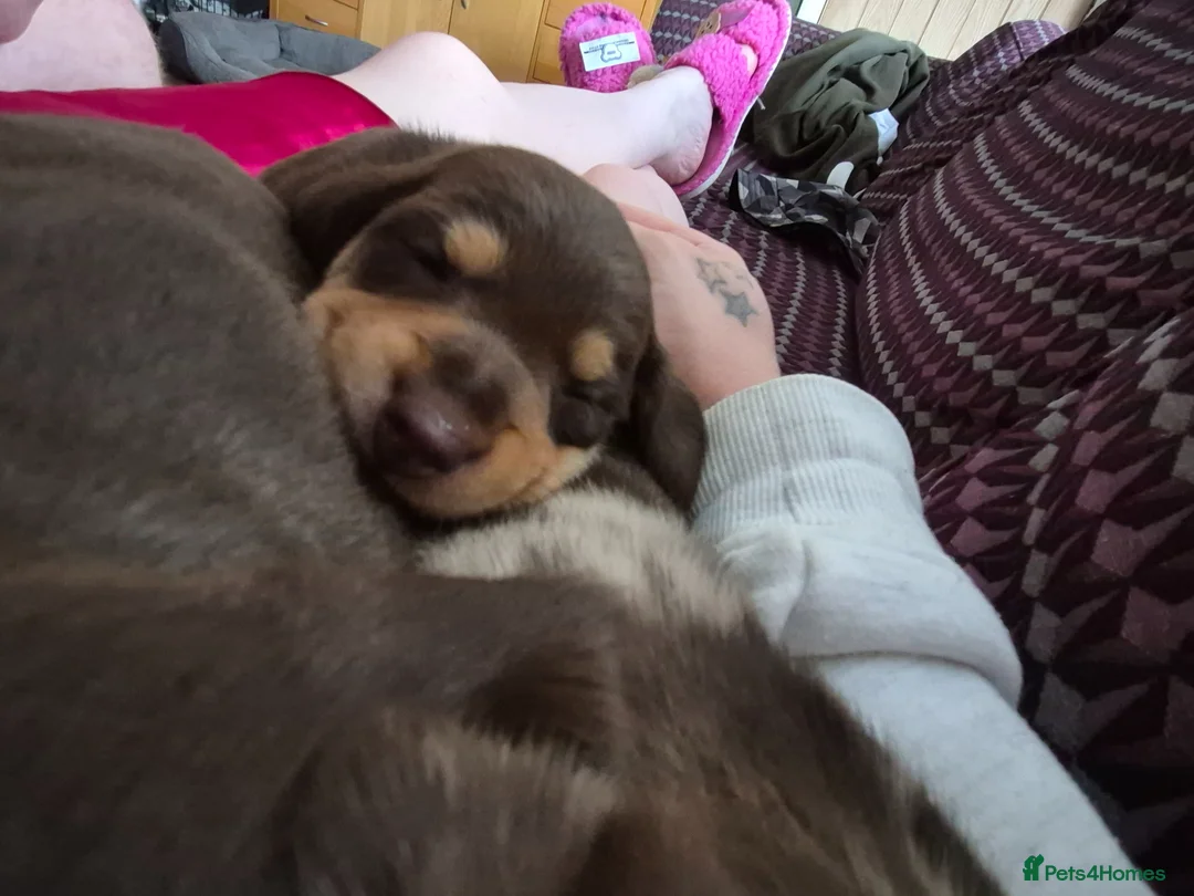 Miniature Dachshund dogs for sale: Miniature dachshunds  - Advert 17