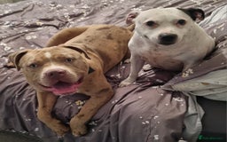 Mixed Breed dogs for sale: Looking for a new home - Image 7