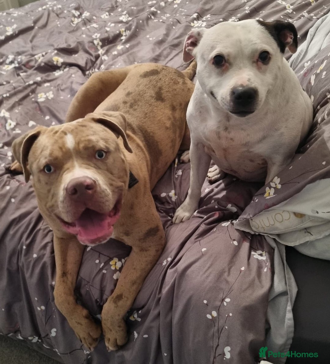 Mixed Breed dogs for sale: Looking for a new home - Image 7