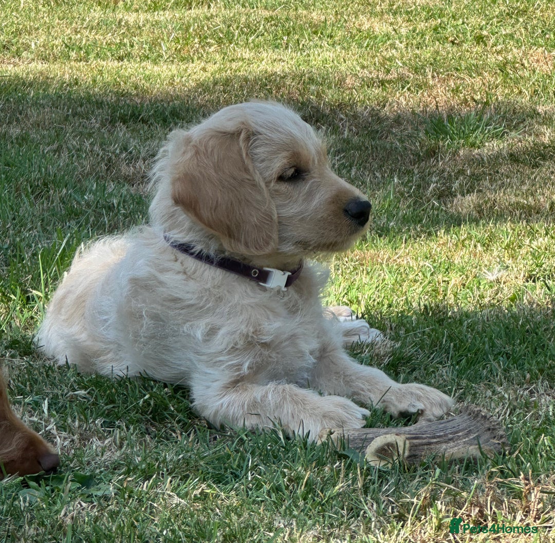 Labradoodle dogs for sale: Beautiful Puppies Ready for the Summer Holidays - Image 5