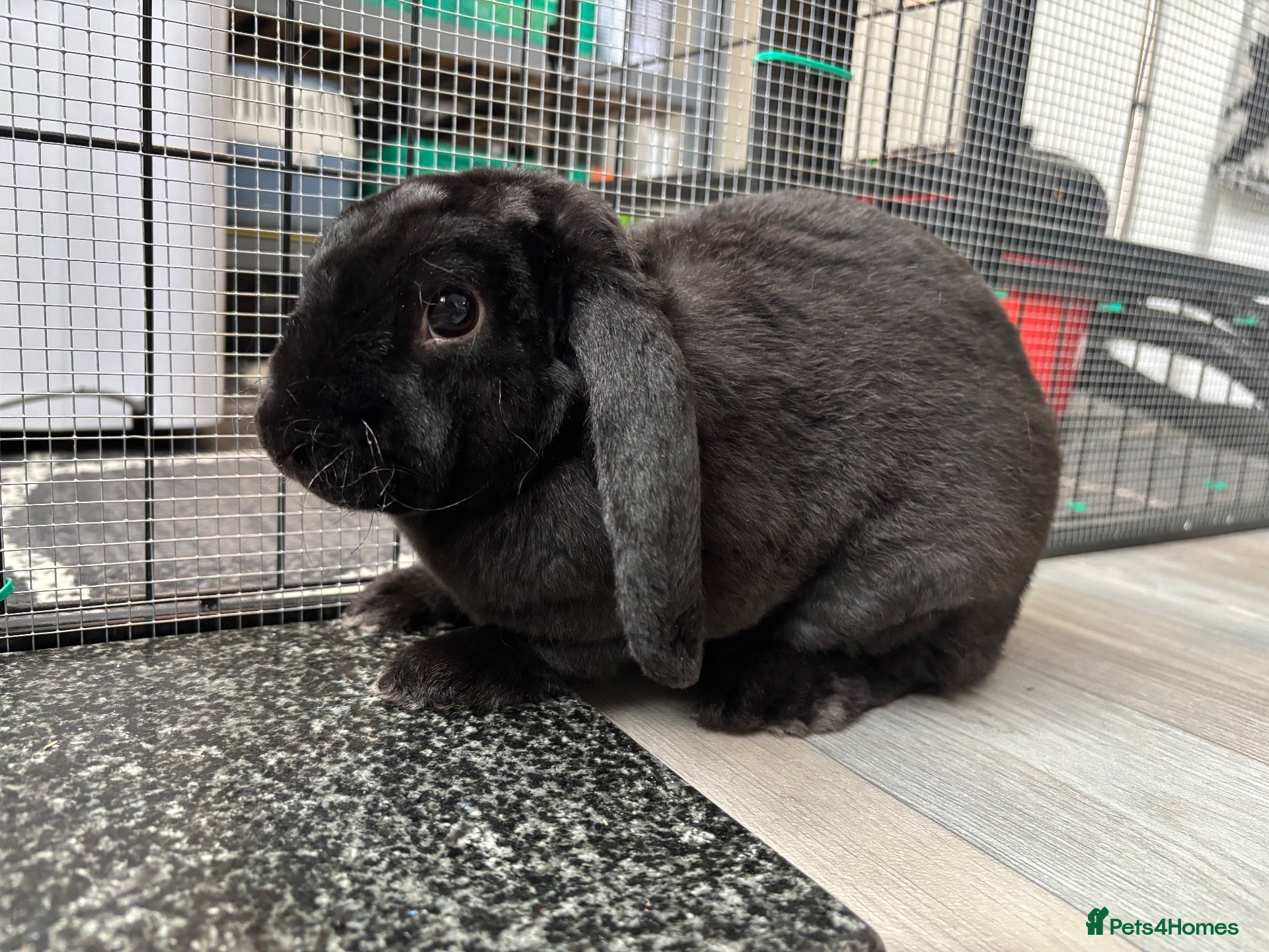 Mini Lop rabbits Black mini plush lop - Advert 2