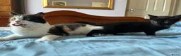 Mixed Breed cats for sale: Beautiful Kittens Seeking Loving Forever Homes  - Advert 32