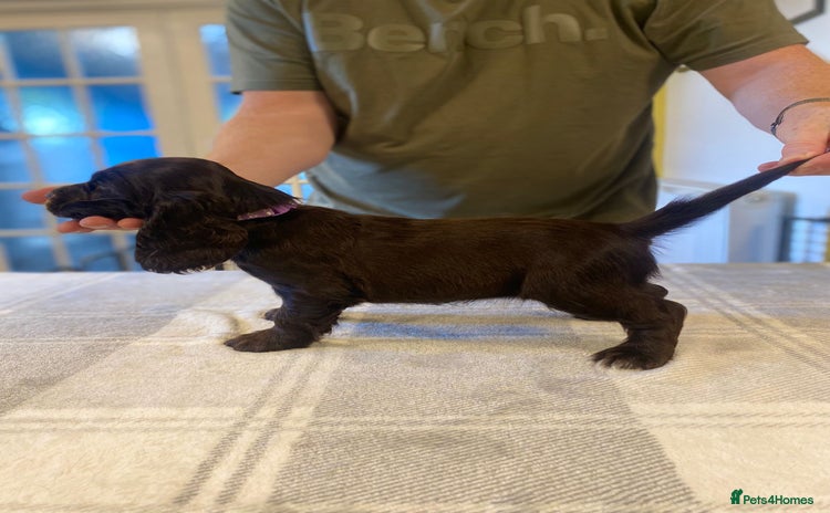 Cocker Spaniel dogs - Advert 1
