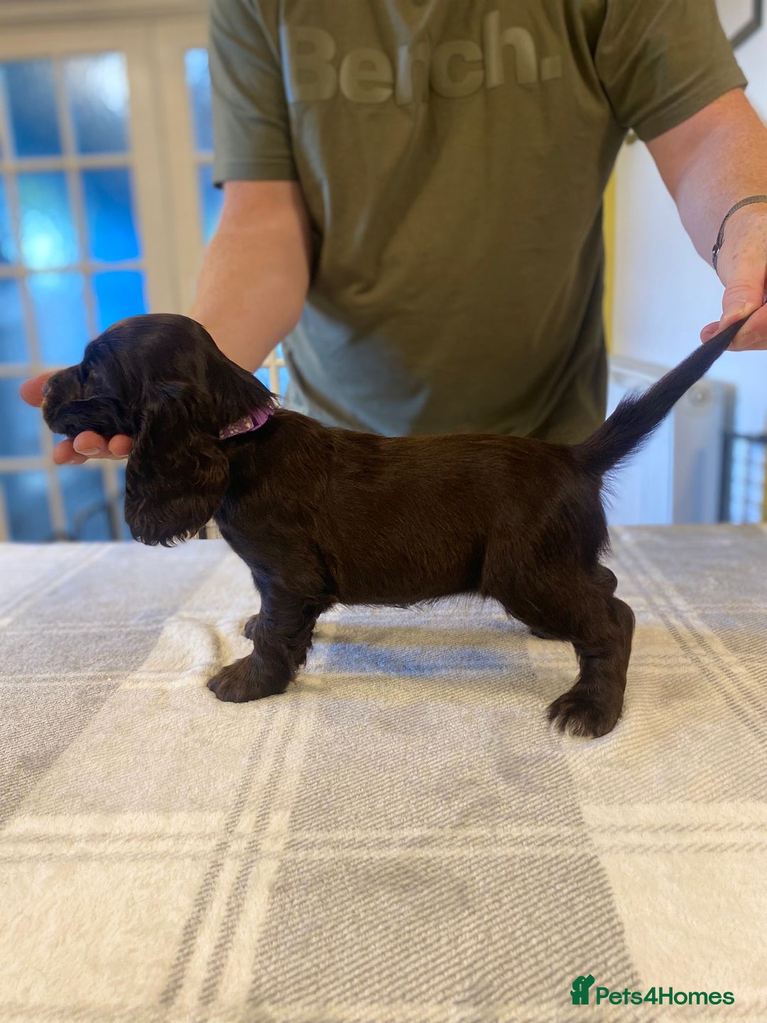 Cocker Spaniel dogs for sale: KC Reg Cocker Spaniels ready next week! Choc/black - Image 1
